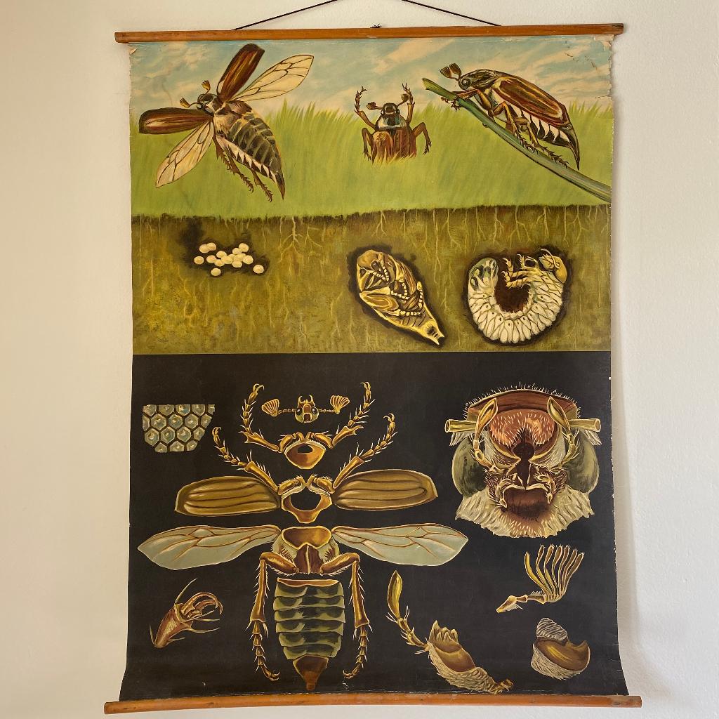 Schoolplaat Meikever – Jung Koch Quentell, Antiek en Kunst, Antiek | Schoolplaten, Natuur en Biologie, Ophalen of Verzenden