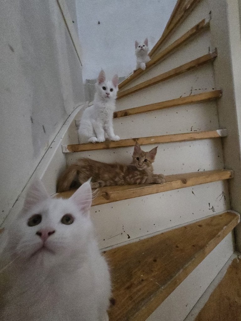 Maine Coon, Dieren en Toebehoren, Meerdere dieren