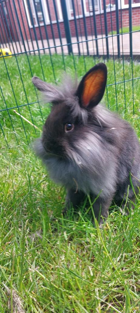 Lief vrouwtjes konijn, Dieren en Toebehoren, Konijnen, Vrouwelijk, Dwerg, Hangoor