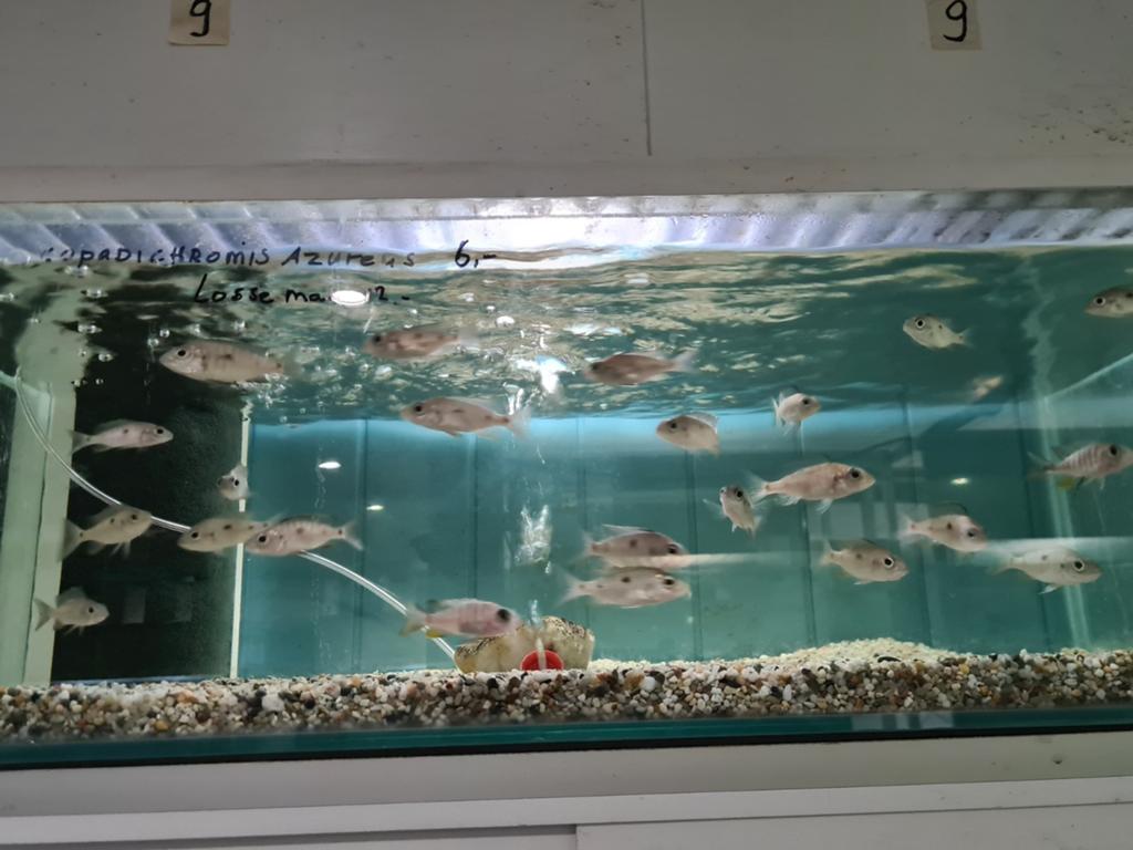 Copadichromis Azureus Malawi Cichliden, Dieren en Toebehoren, Vis, Zoetwatervis