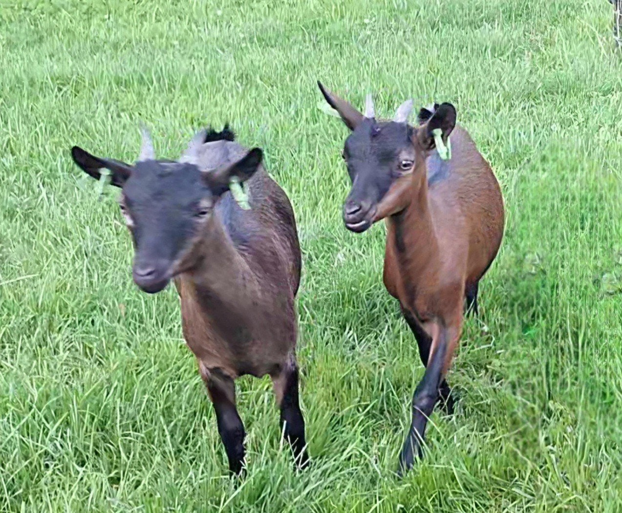 2 geit lammetjes, Vrouwelijk, Geit