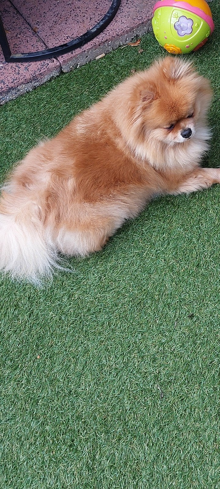 pomeraantje, Dieren en Toebehoren, Overige rassen, 1 tot 2 jaar, Teef, Eén hond
