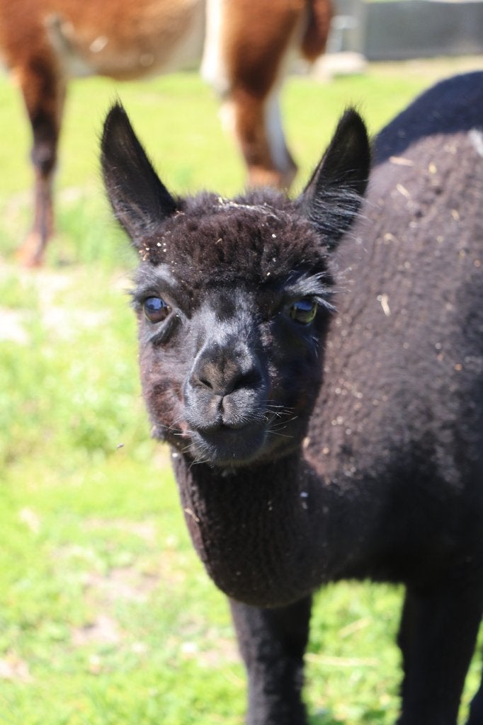 Alpaca dekhengst te koop 3 jaar, Dieren en Toebehoren, Overige Dieren, Oktober, Mannelijk