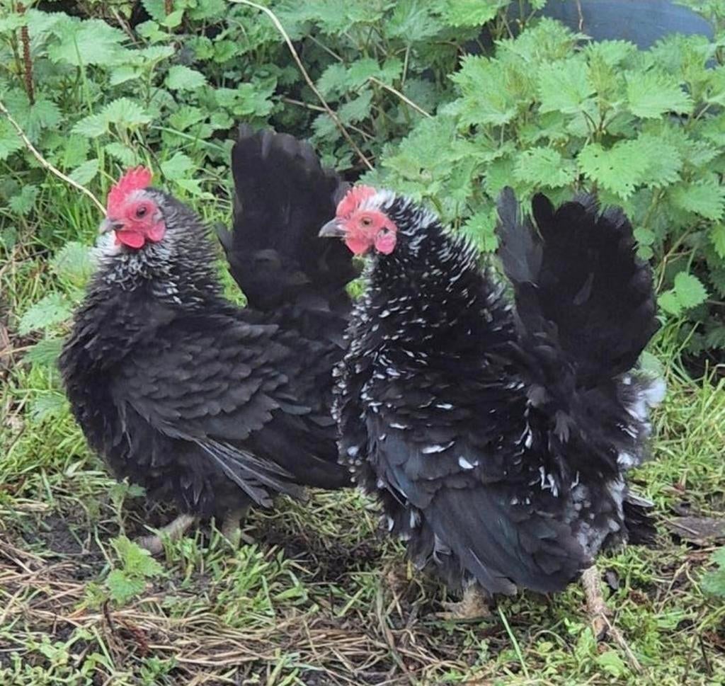 Serama hennen , Krulveer!, Dieren en Toebehoren, Pluimvee, Kip, Vrouwelijk