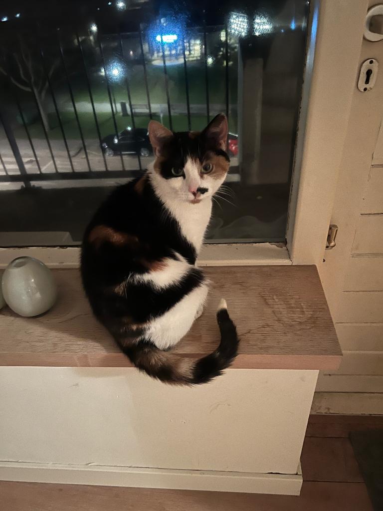 GRATIS, Dieren en Toebehoren, Katten en Kittens | Raskatten | Korthaar, Poes, Gechipt, 6 jaar of ouder