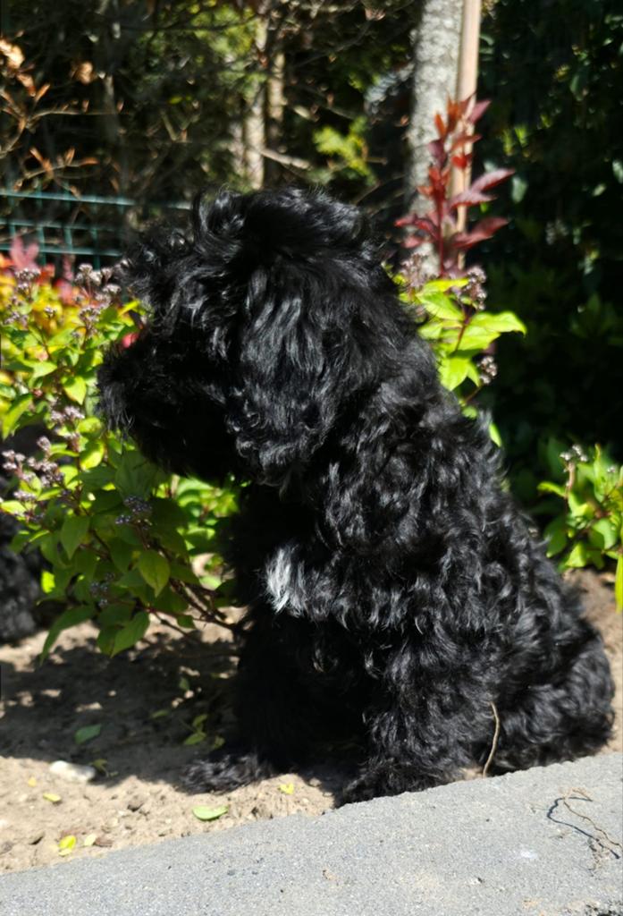 💙🩷 mooie kleine doodl pups mogen verhuizen 💙🩷, Parvo, Overige rassen, 8 tot 15 weken, Meerdere