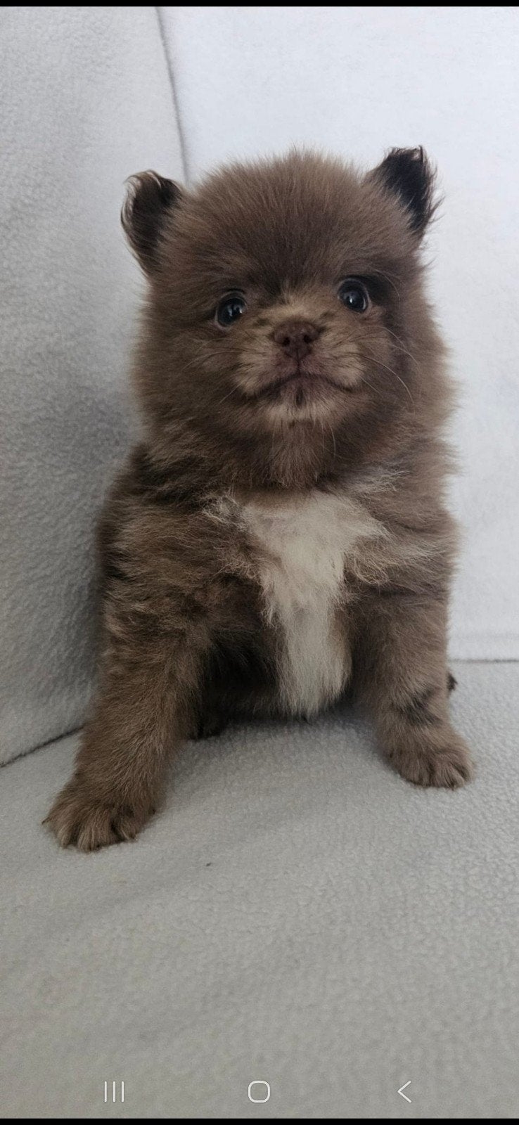 100% pomeriaan pups 4  merle en 1 zwarte teef, Dieren en Toebehoren, Parvo, Overige rassen, 8 tot 15 weken, Meerdere