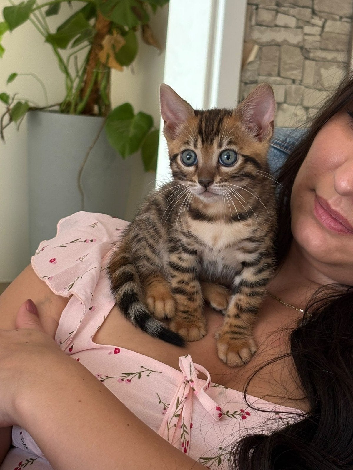 🐆 Bengaal Kitten  💯 Stamboom 1 junge, Dieren en Toebehoren