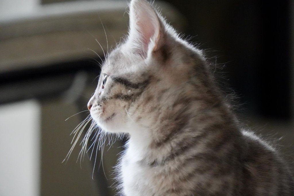 2 lieve Maine Coon zusjes zoeken nieuw nestje, Poes, Ontwormd, 0 tot 2 jaar