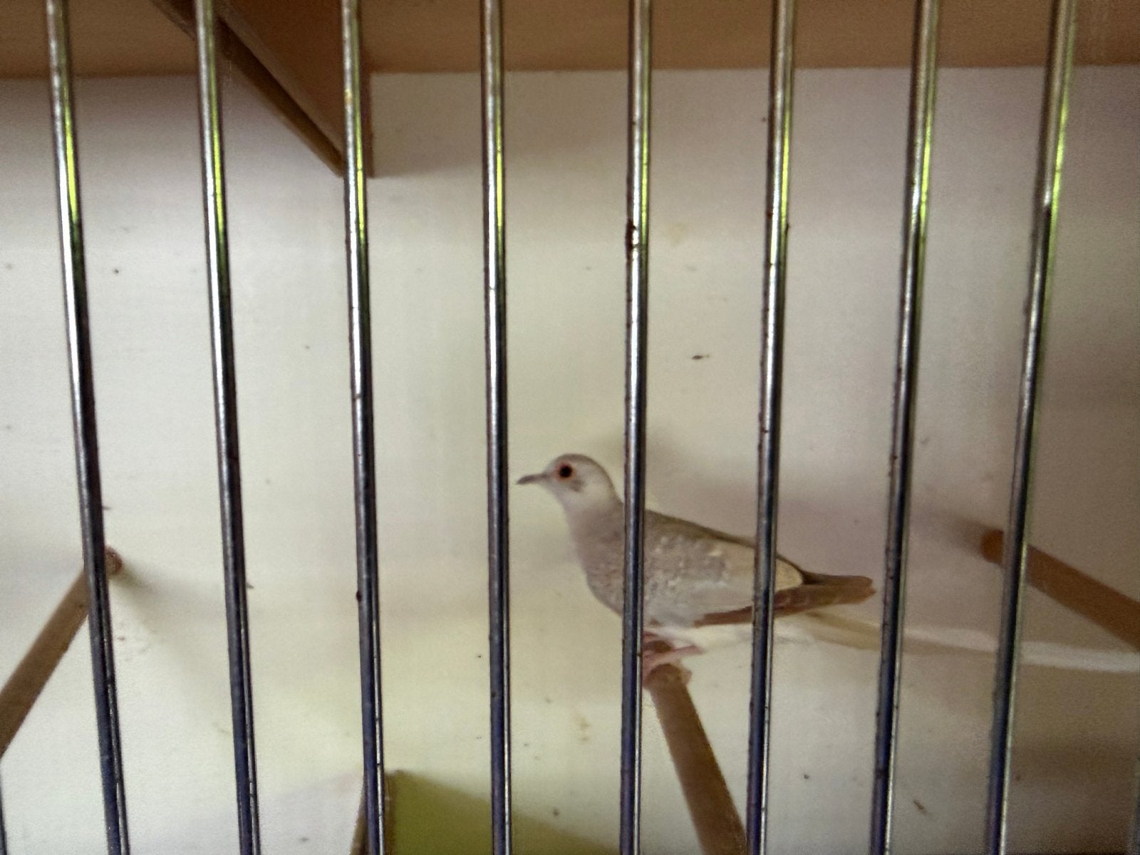 Diamantduifje 2026, Dieren en Toebehoren, Vogels | Overige Vogels, Meerdere dieren