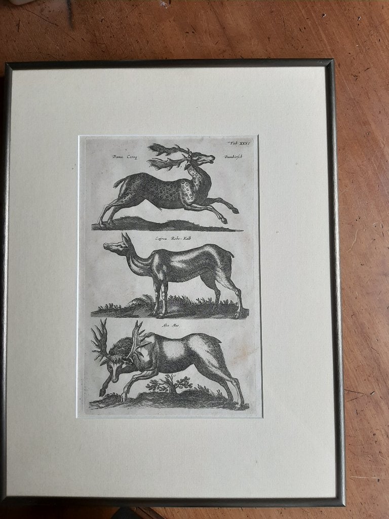 Antieke prent met dieren ingelijst., Antiek en Kunst, Dieren, Ophalen of Verzenden, Klassiek, Papier