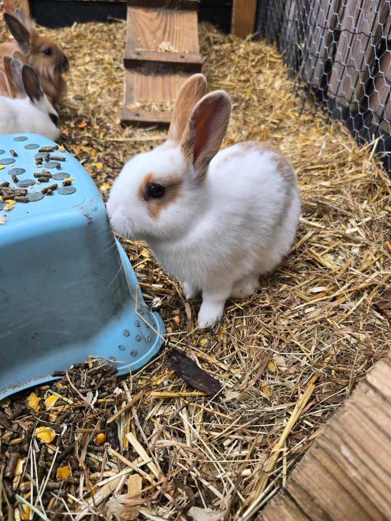 (Nog 1 beschikbaar) Jonge, tamme dwergkonijntjes (vosje), Dieren en Toebehoren, Konijnen, Dwerg, Meerdere dieren, 0 tot 2 jaar