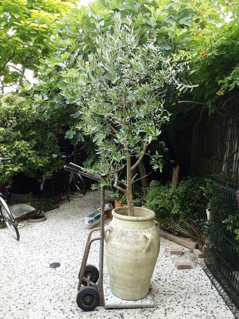 Olijfboom in grote stenen mediterrane pot, kruik, amfoor., Tuin en Terras, Bloeit niet, 100 tot 250 cm, Olijfboom, Ophalen