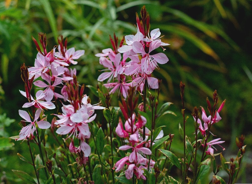 Prachtkaars Gaura lindheimeri – diverse soorten & kleuren, Tuin en Terras, Overige soorten, Volle zon, Vaste plant, Ophalen of Verzenden