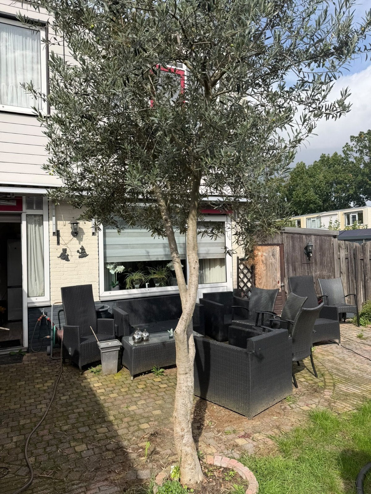 Grote Olijfboom - Mediterrane sfeer in uw tuin, Tuin en Terras, Lente, Olijfboom, 250 tot 400 cm, Ophalen