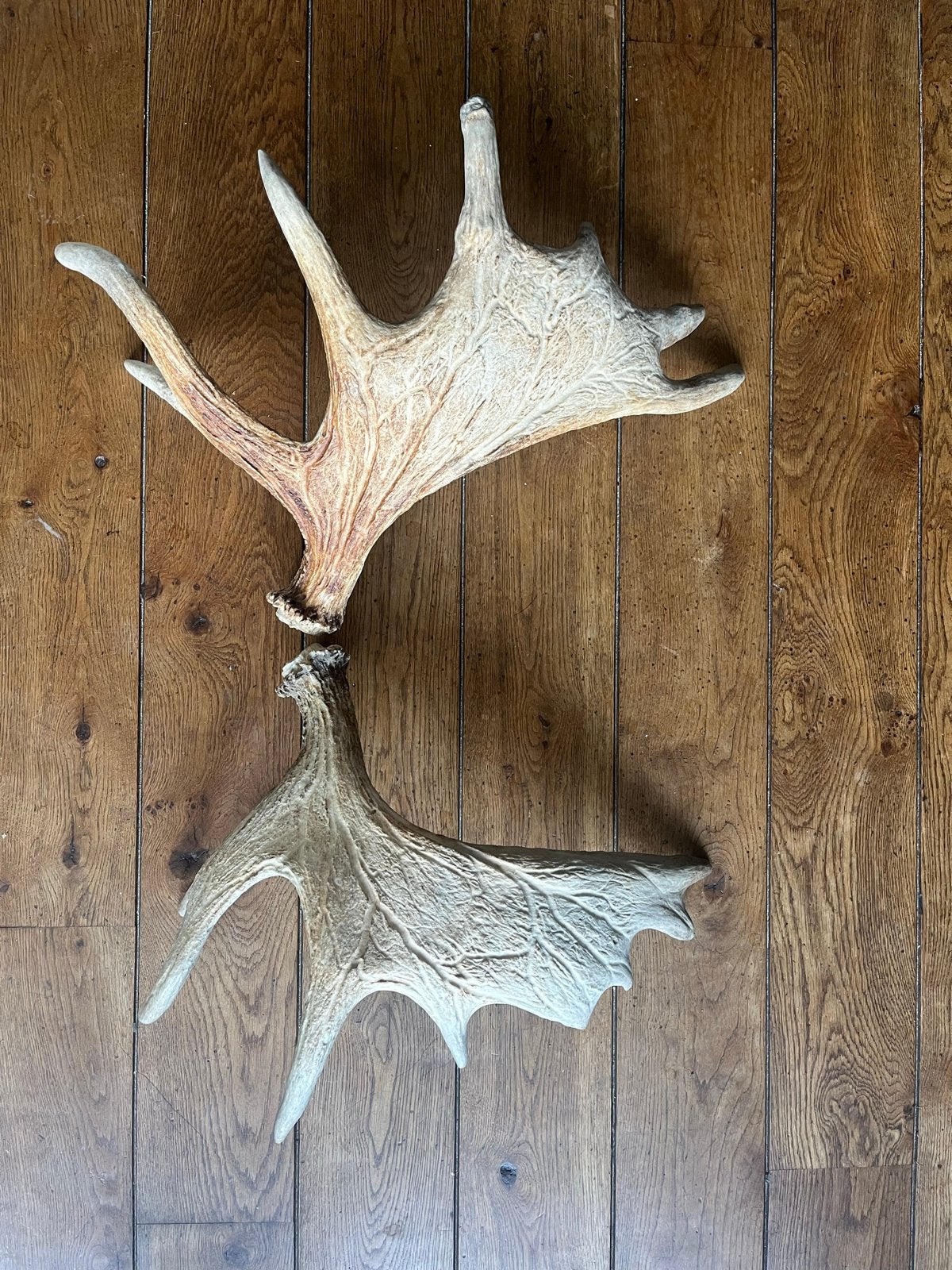 Eland gewei afwerpstangen set - bijna 6kg, Ophalen of Verzenden, Gebruikt