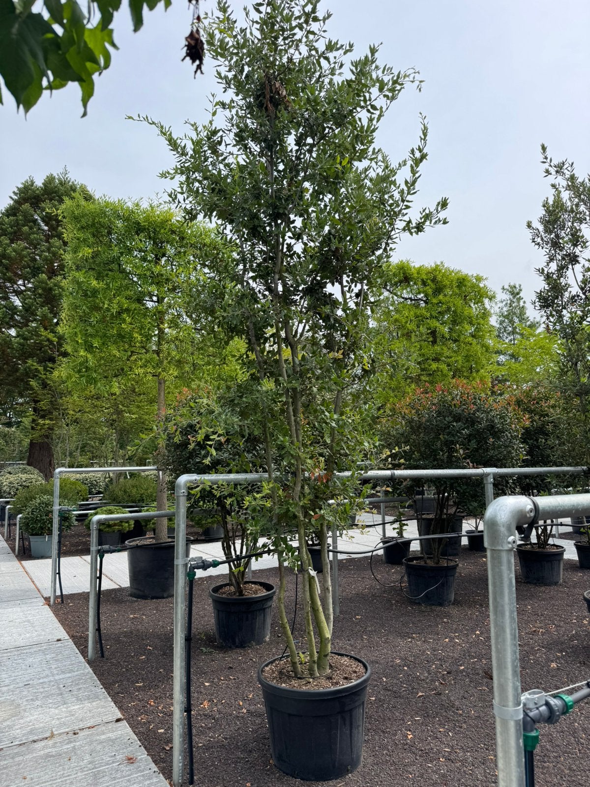 Steeneiken/quercus ilex meerstam, Ophalen, Bloeit niet, Overige soorten