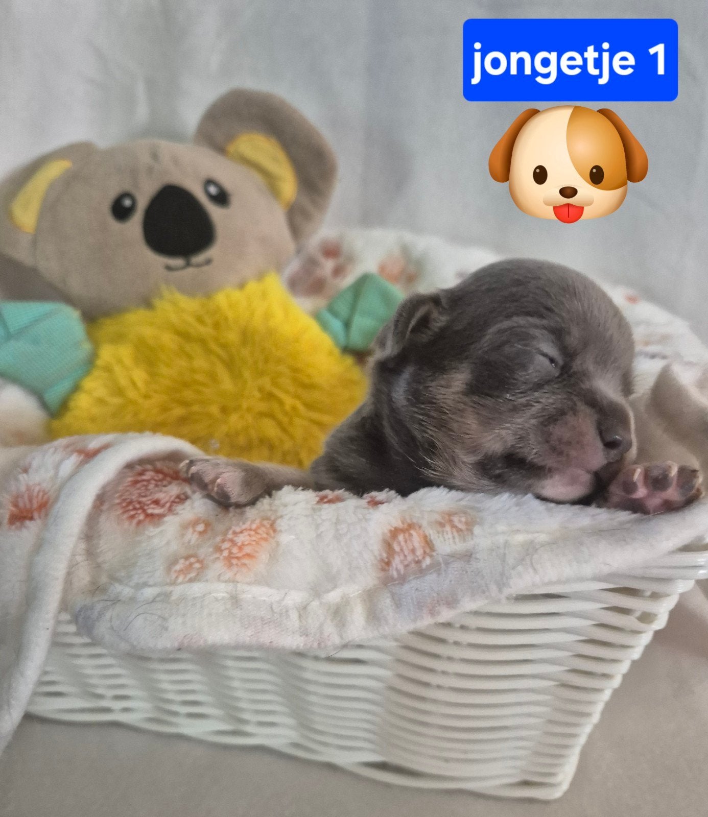 Prachtige chihuahua pups puppy's raszuiver bijzondere kleur, Reu, 8 tot 15 weken, Parvo, Meerdere