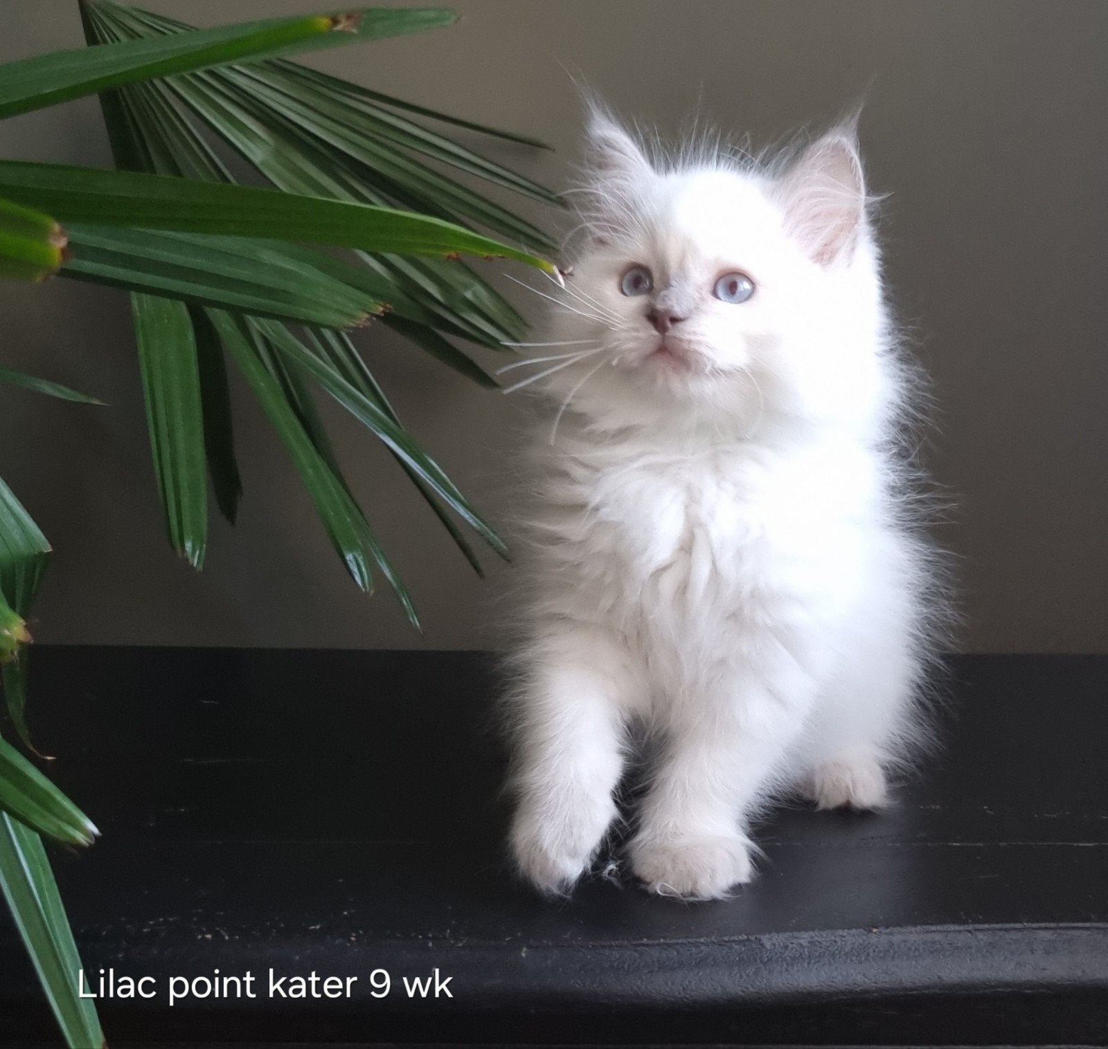 Ragdoll kittens met stamboom, Meerdere dieren, Met stamboom