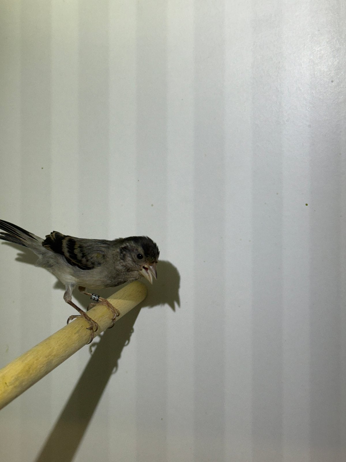 F1 Kapoetsensijs x Kanarie Bastaard man, Dieren en Toebehoren, Vogels | Kanaries, Mannelijk, Bastaard