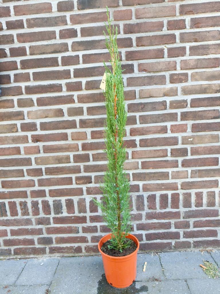 Cipres Cuprwssus 110cm, Bloeit niet, Overige soorten, Minder dan 100 cm, Ophalen