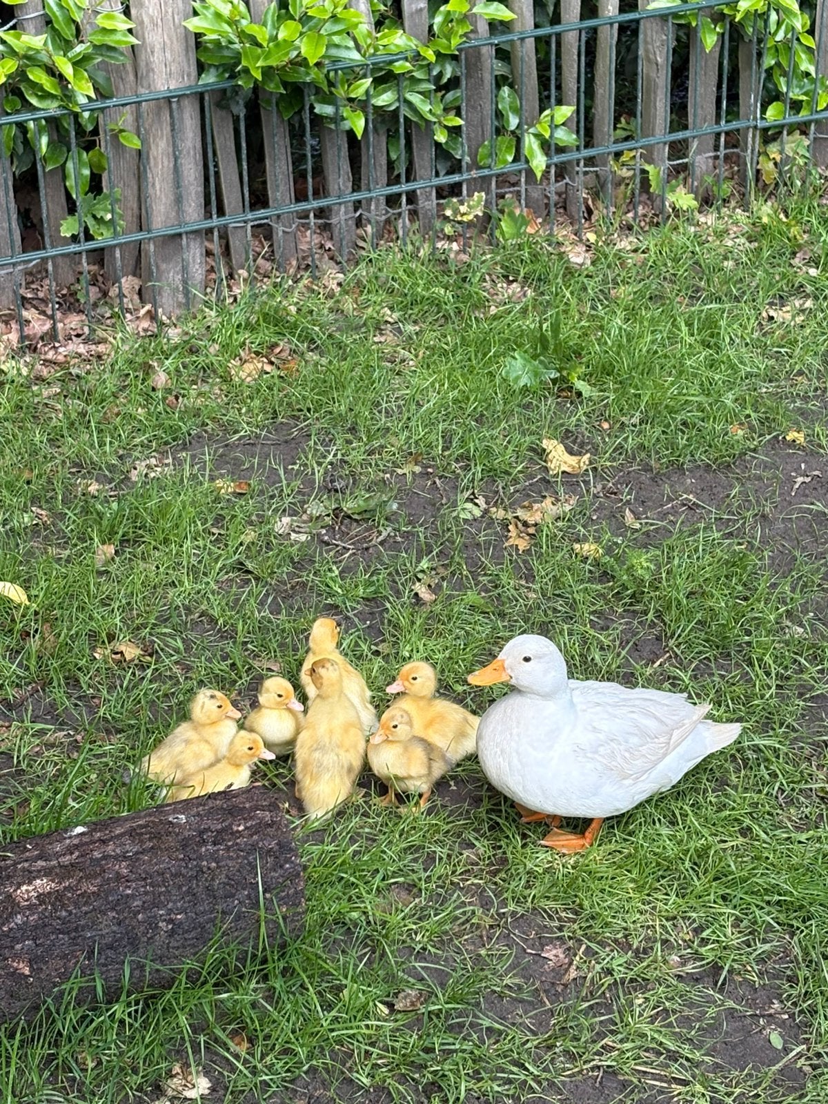 Kwakertjes kuikens, Dieren en Toebehoren, Pluimvee, Kip
