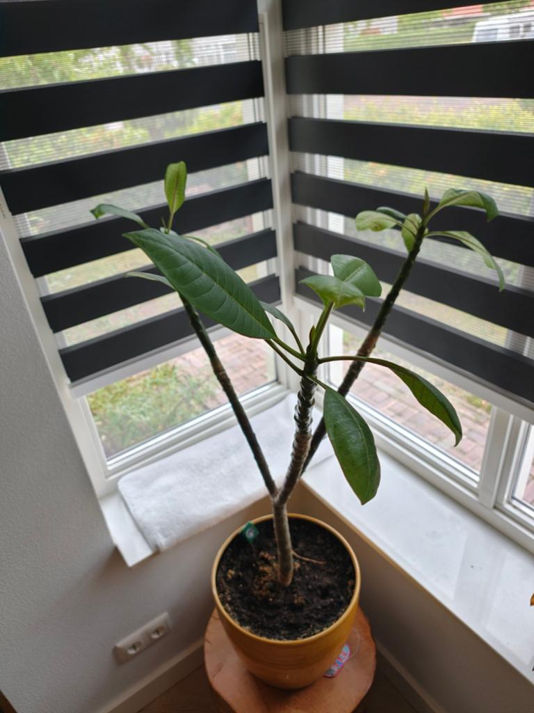 Plumeria Rubra Queen Amber
Actieve groei, Huis en Inrichting, Ophalen, Overige soorten, Minder dan 100 cm, Bloeiende kamerplant