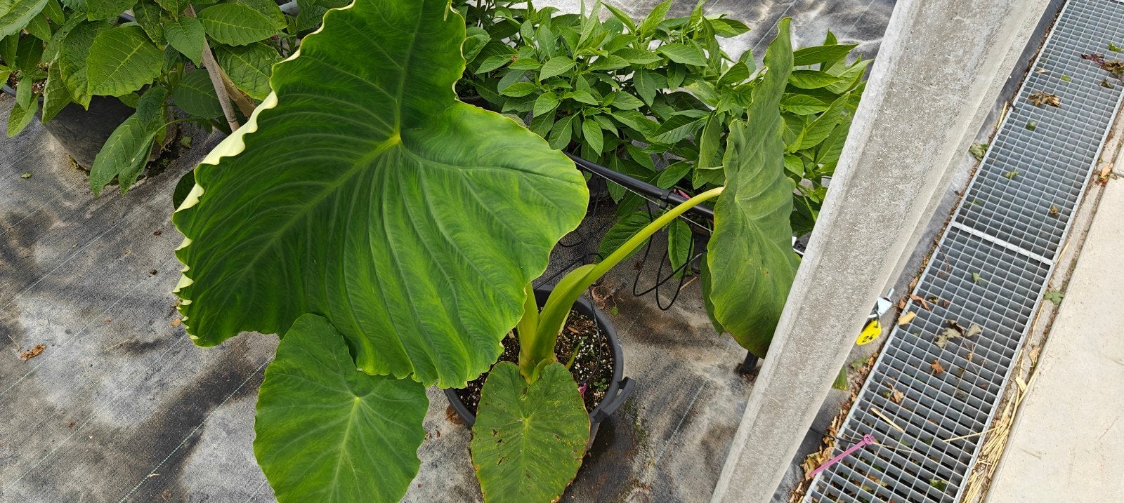 Colocasia jack's giant, Overige soorten, Minder dan 100 cm, Zomer, Ophalen
