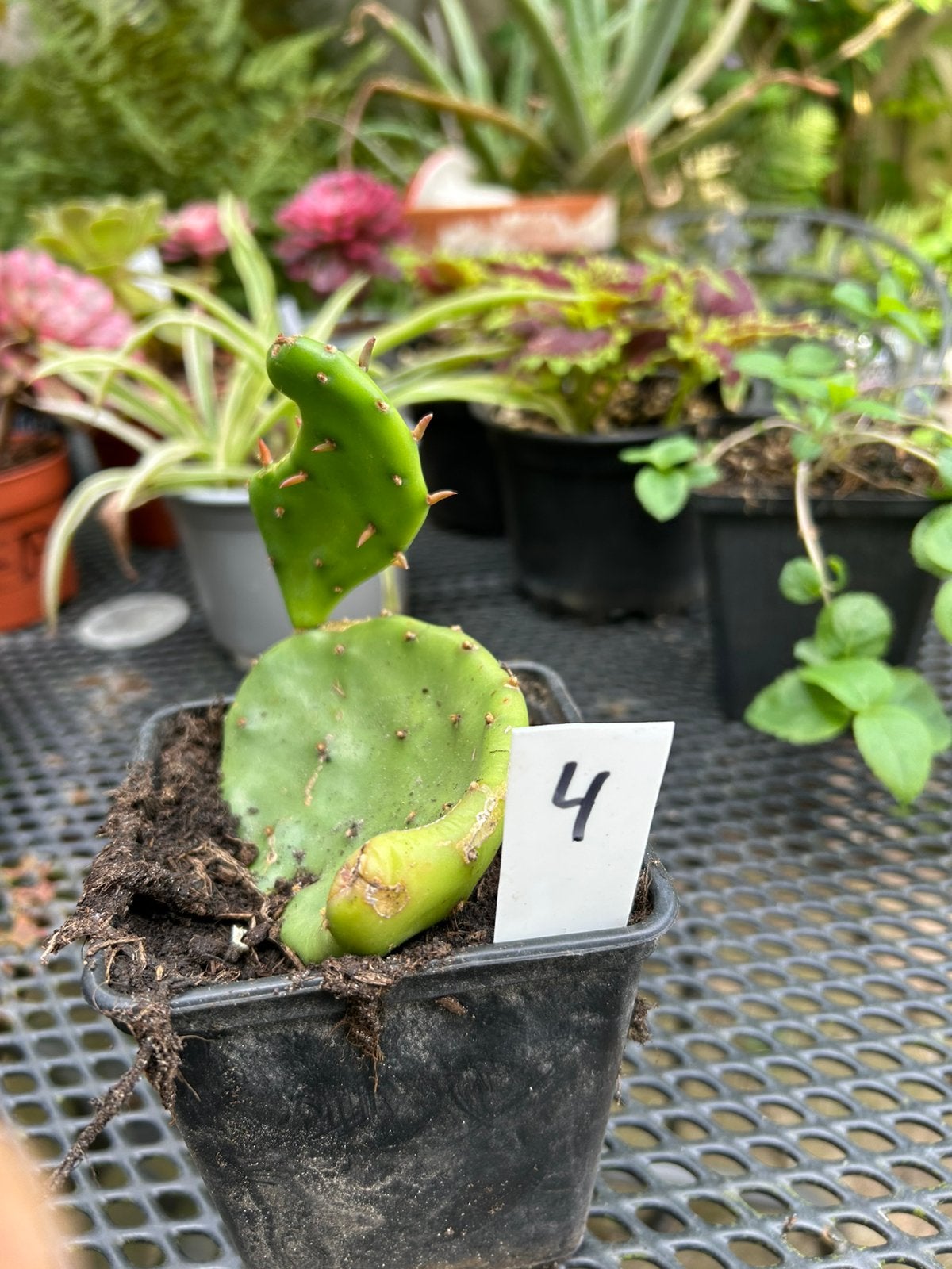 Opuntia indica - goed gewortelde stek - schijfcactus, Tuin en Terras, Planten | Tuinplanten, Ophalen of Verzenden, Overige soorten