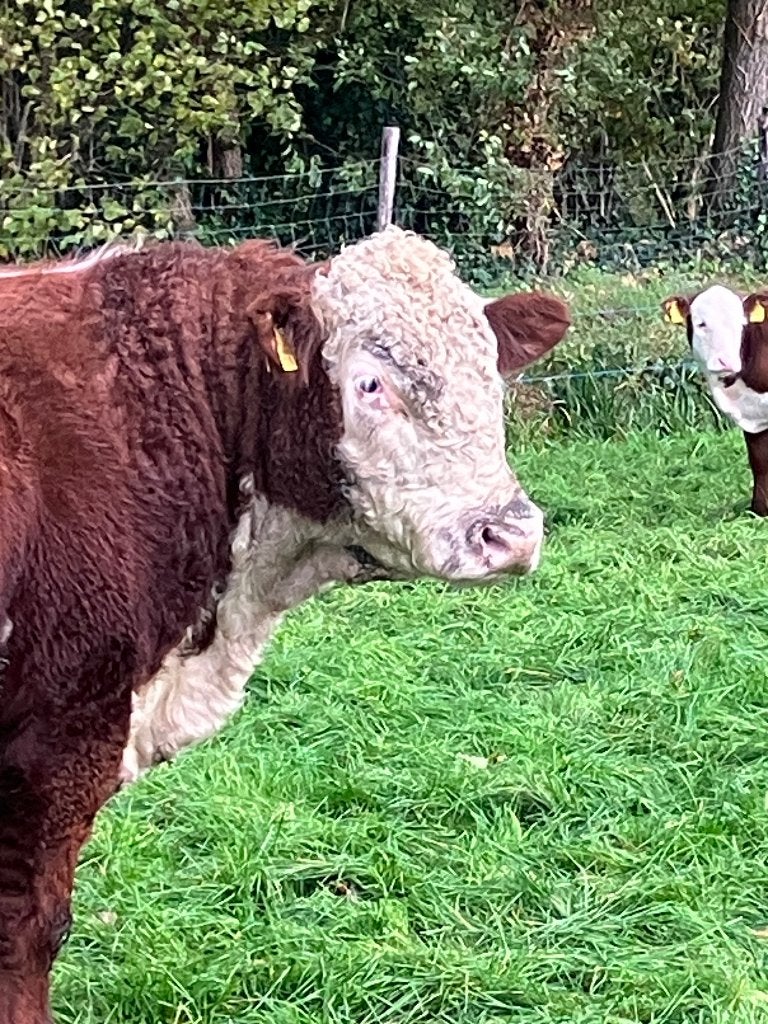 Hereford Stier met karakter, Mannelijk, 0 tot 2 jaar