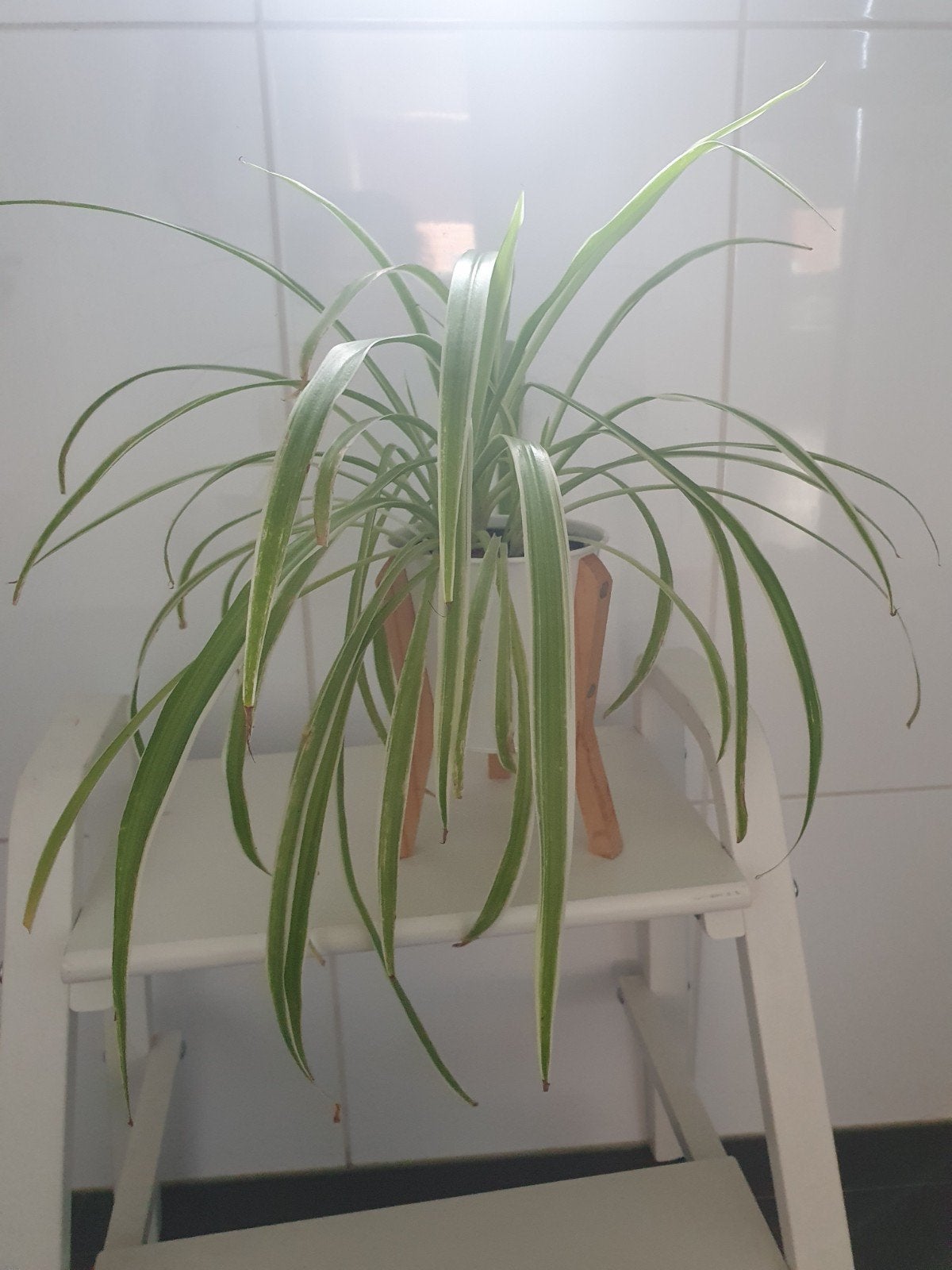hangplant inclusief pot, Ophalen of Verzenden, Halfschaduw, Minder dan 100 cm