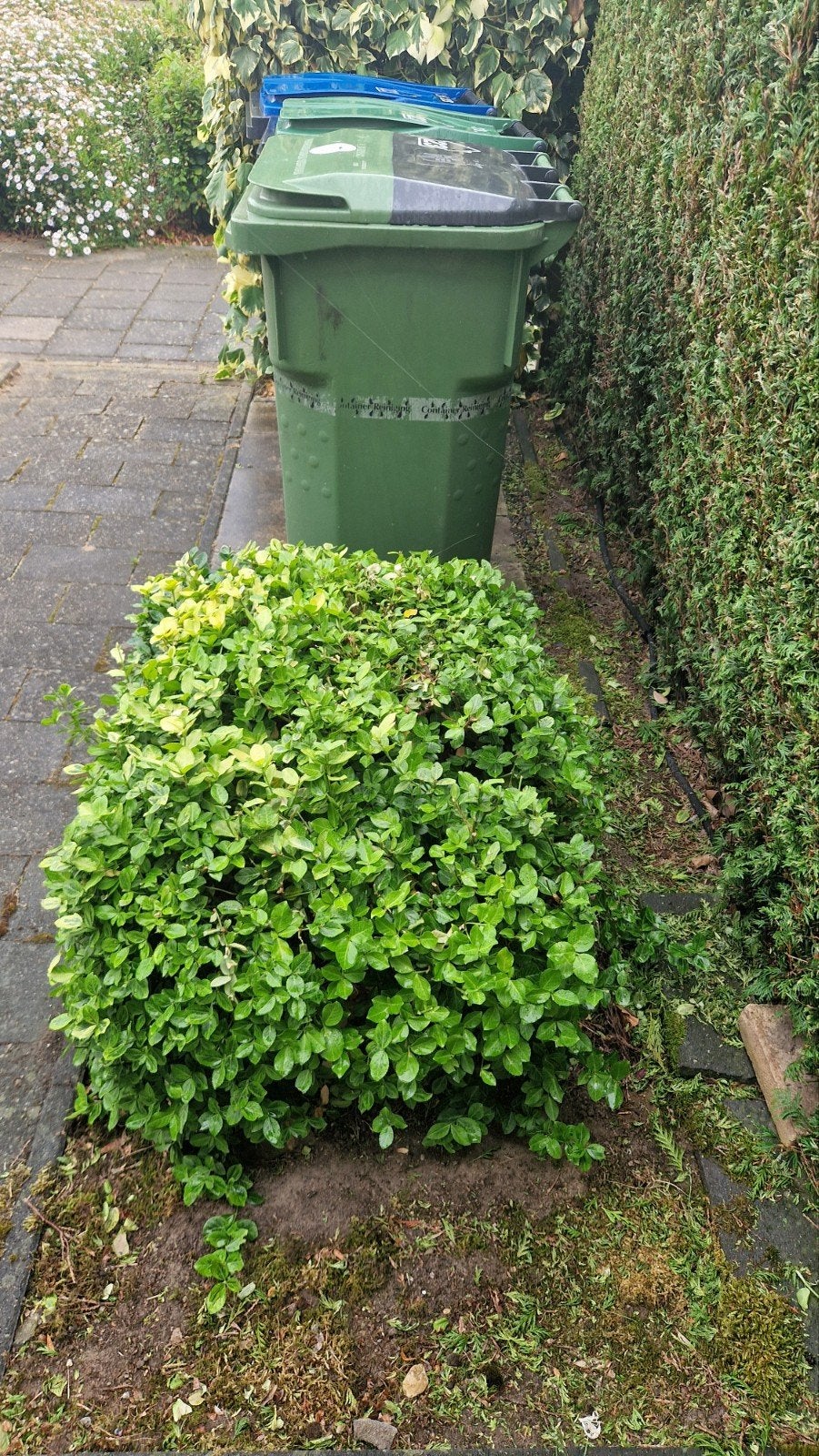 kardinaalsmuts Euonymus fortunei winter groen Zevenaar, Ophalen, Vaste plant, Overige soorten, Volledige schaduw