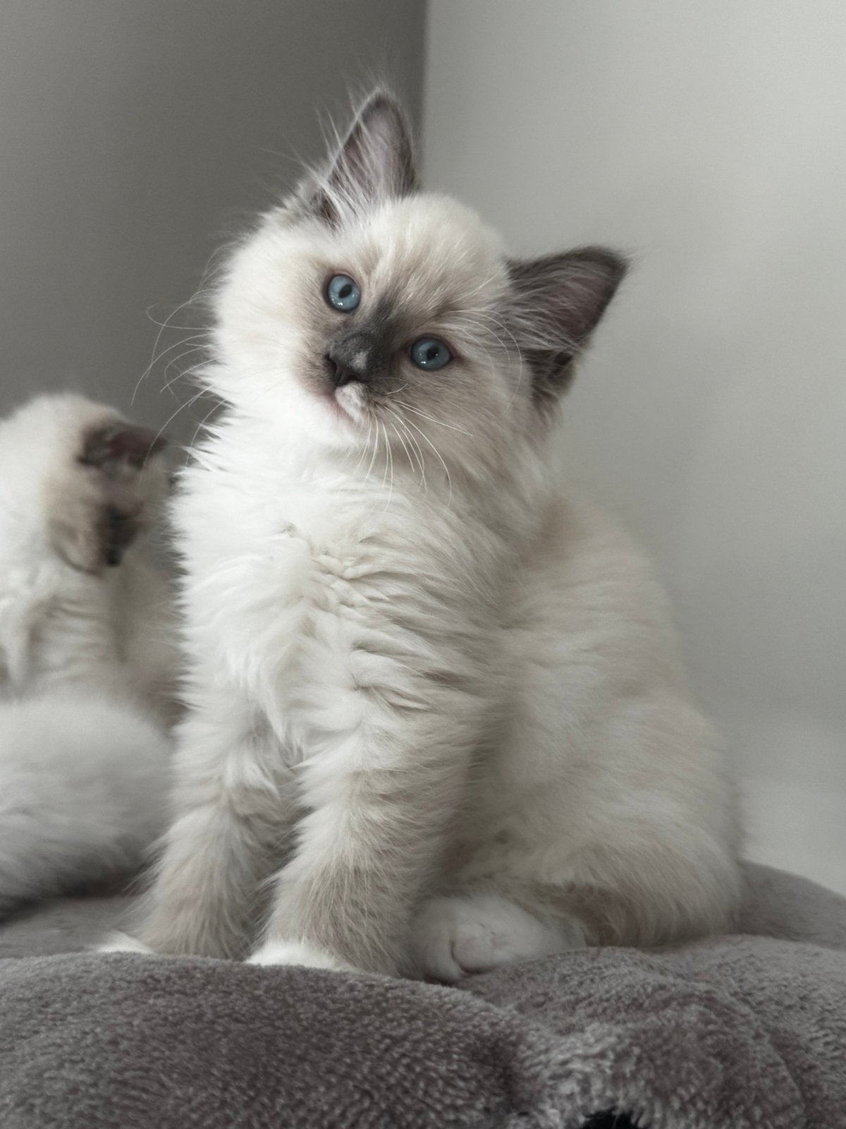 Ragdoll kittens blue point en bicolor mogen verhuizen️, Dieren en Toebehoren, Meerdere dieren, Ontwormd, 0 tot 2 jaar
