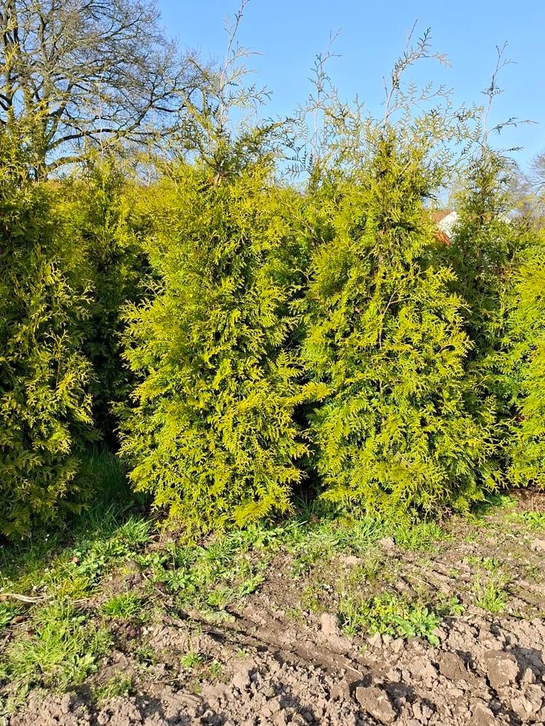 Coniferen, Thuja brabant, Tuin en Terras, Planten | Struiken en Hagen, Ophalen, Conifeer, 100 tot 250 cm