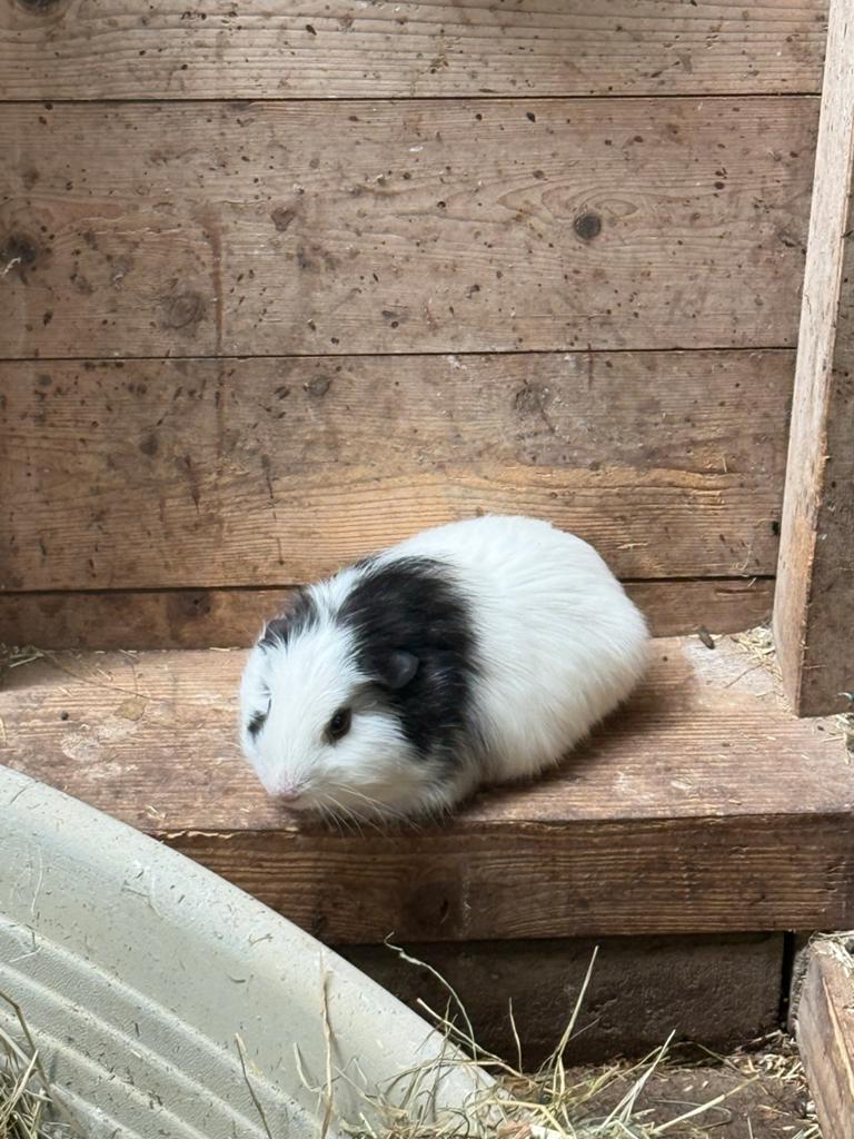 Leuke cavia beertje te koop, Dieren en Toebehoren, Cavia, April, Mannelijk, Tam