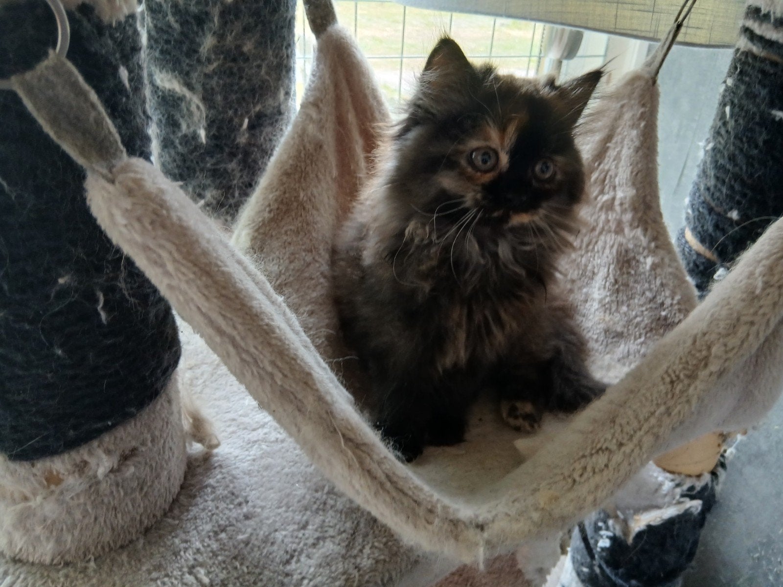 pers×ragdoll, Dieren en Toebehoren, Katten en Kittens | Raskatten | Langhaar, Poes, Ontwormd, 0 tot 2 jaar