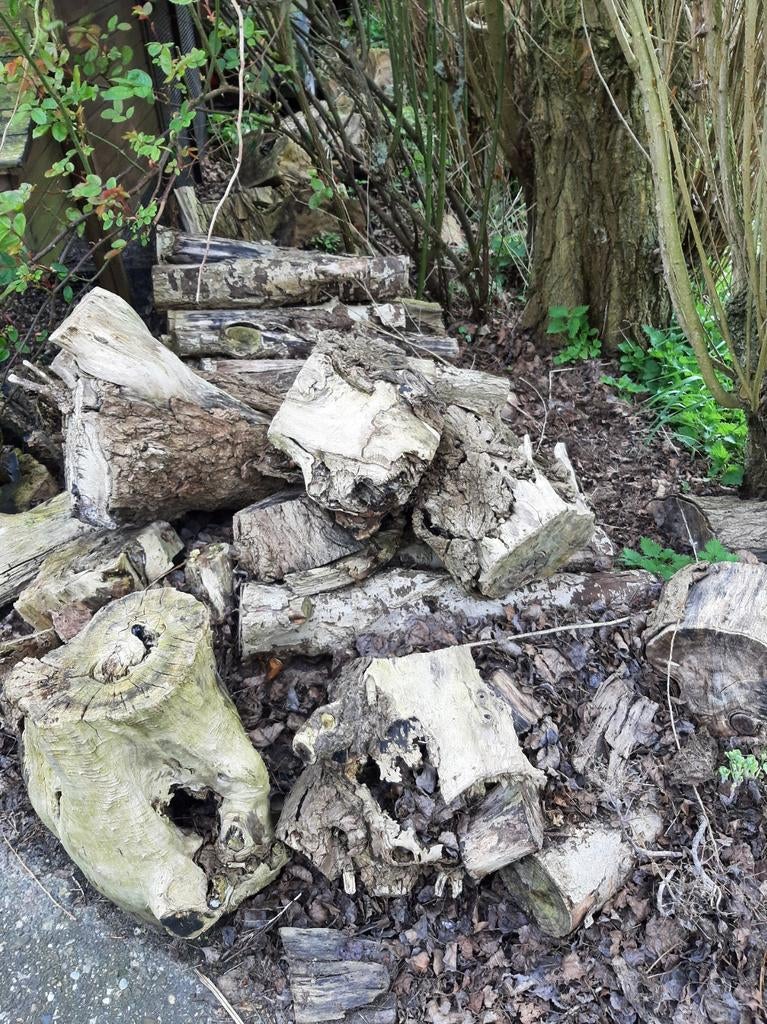 Populieren stammetjes & stronken zelf ophalen/ inladen, Tuin en Terras, Haardhout, Minder dan 3 m³, Ophalen