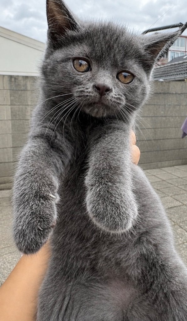 Kitten, Poes, 0 tot 2 jaar