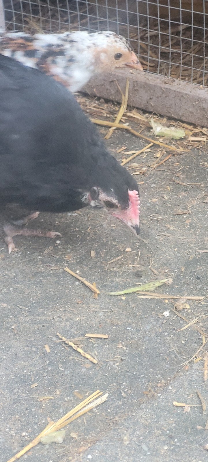 kippen, Meerdere dieren, Kip