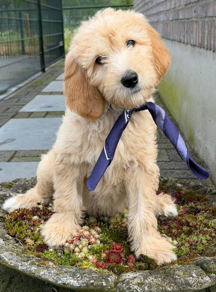 Labradoodle medium pups .Deze mogen ook naar Belgie., Nederland, Parvo, Overige rassen, 8 tot 15 weken