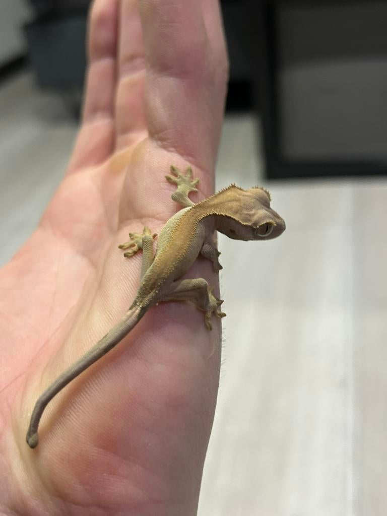 Wimper gekko - crested gecko Crested Gecko - unknown for sale from Elroy van den brink
