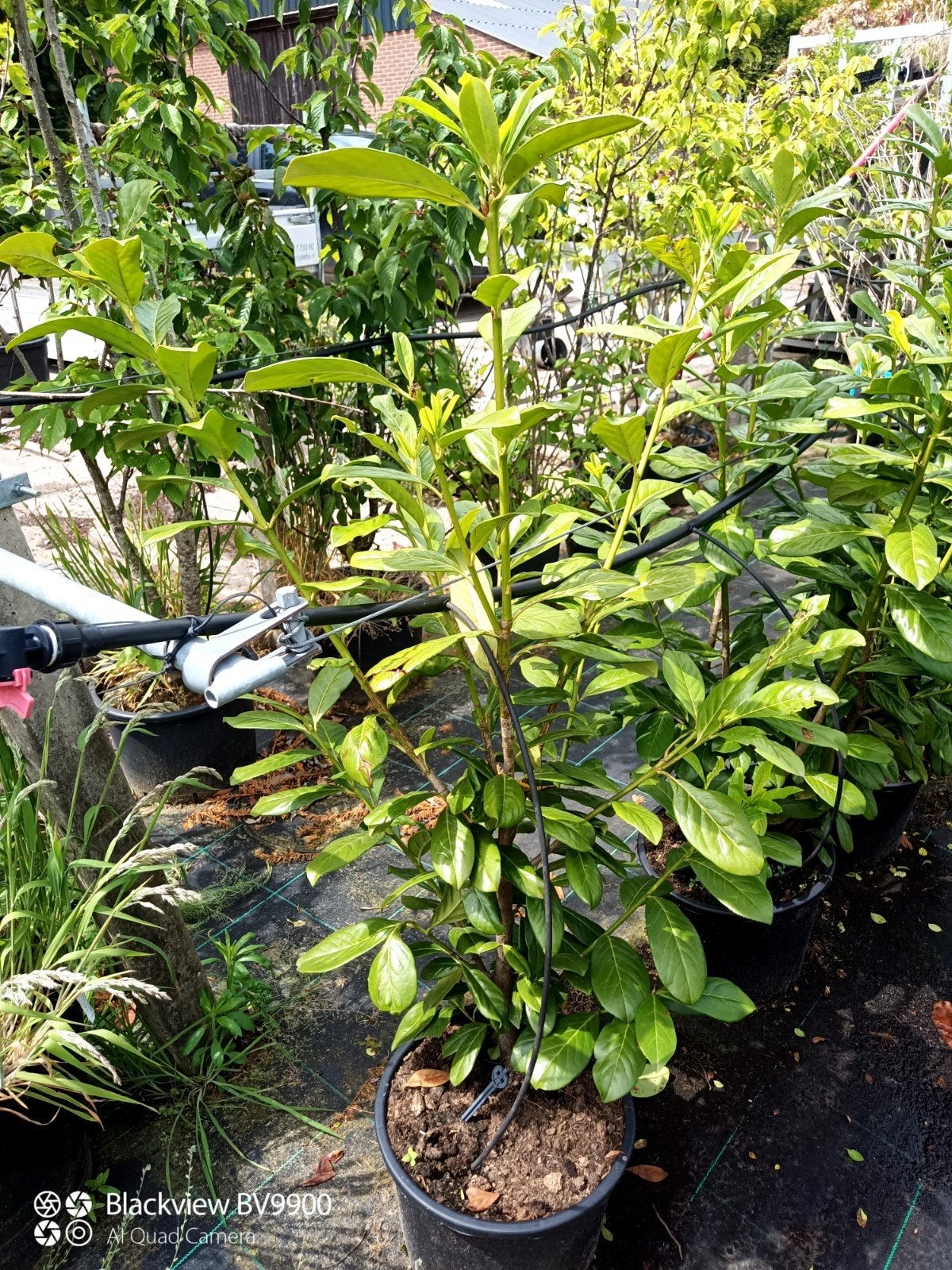 40 Laurier Prunus novita +-125cm in pot haag planten, Tuin en Terras, Planten | Struiken en Hagen, Ophalen of Verzenden, Laurier
