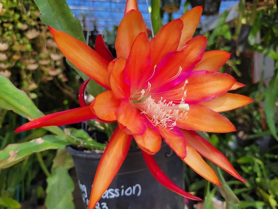 cactus - Epiphyllum Flaming Passion, Huis en Inrichting, Kamerplanten, Ophalen of Verzenden, Cactus, Volle zon, Minder dan 100 cm