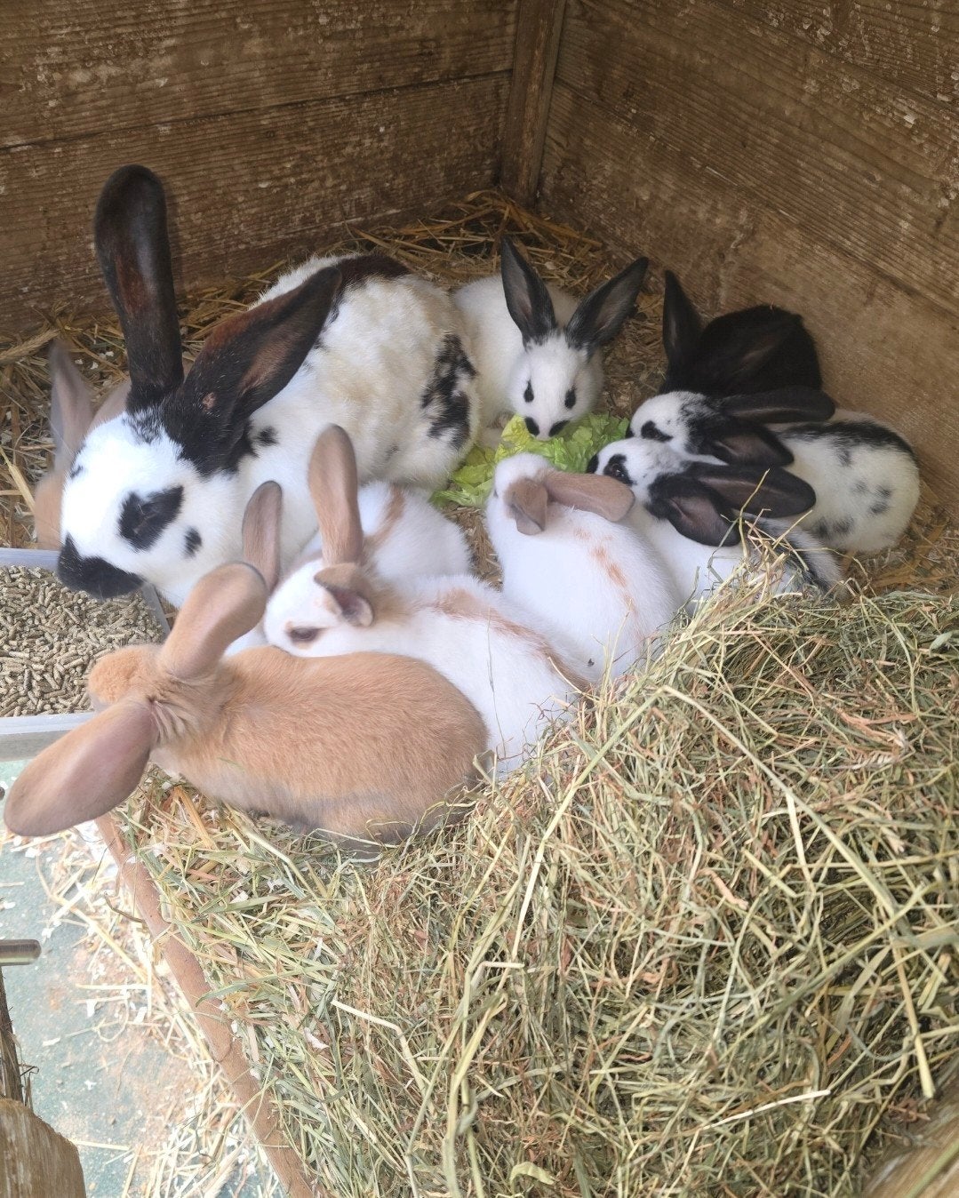Lotharinger konijnen, Dieren en Toebehoren, Augustus, Meerdere dieren, Overige typen