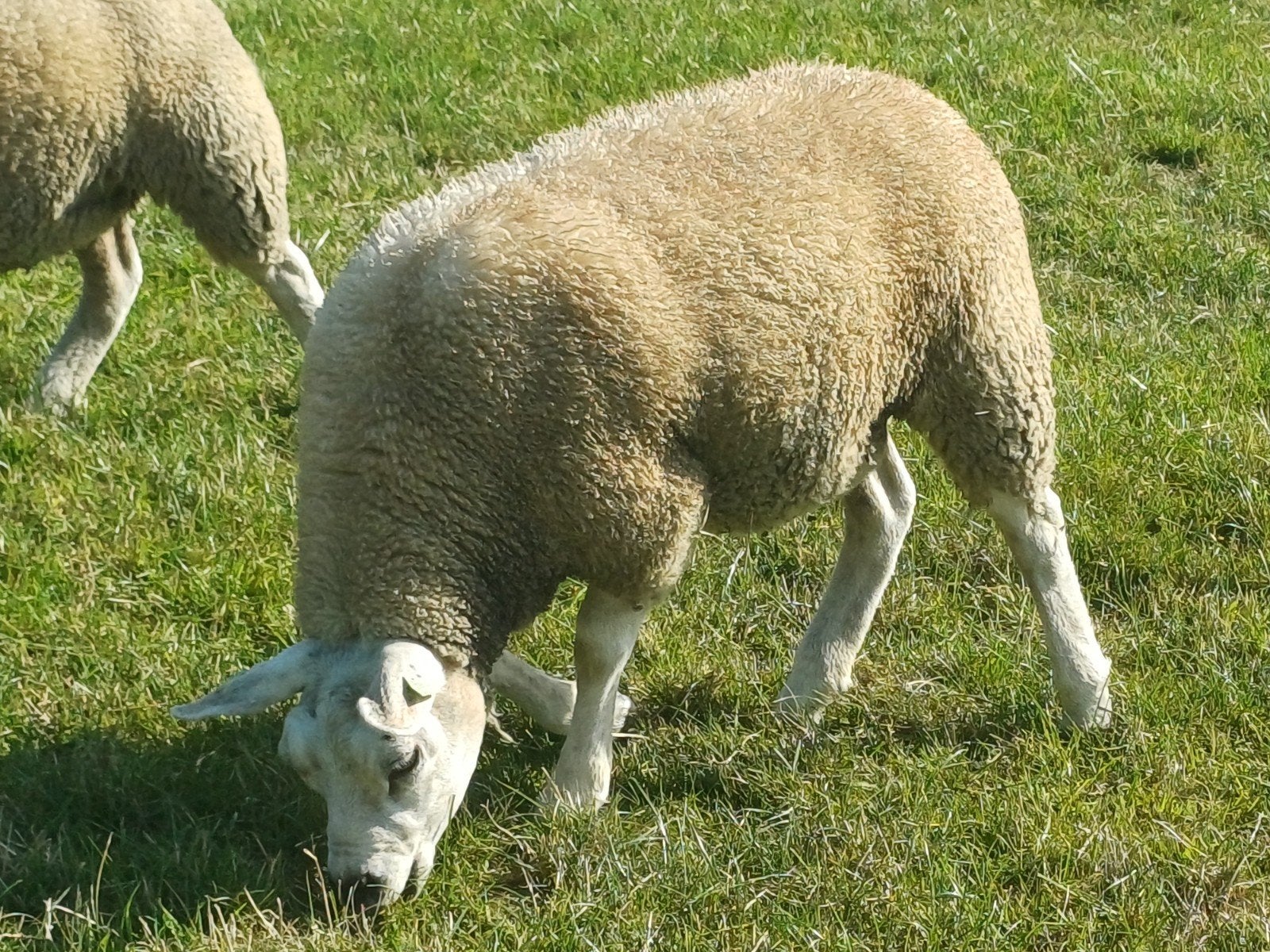 Texelaar stamboek ooilam, Vrouwelijk, Schaap, 0 tot 2 jaar