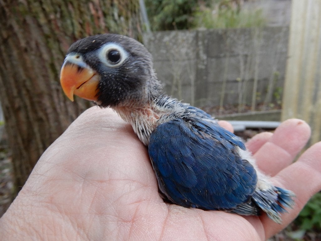 Dwergpapegaaitjes (Agapornis Personata) voor handopfok, Dieren en Toebehoren, Vogels | Parkieten en Papegaaien, Geslacht onbekend