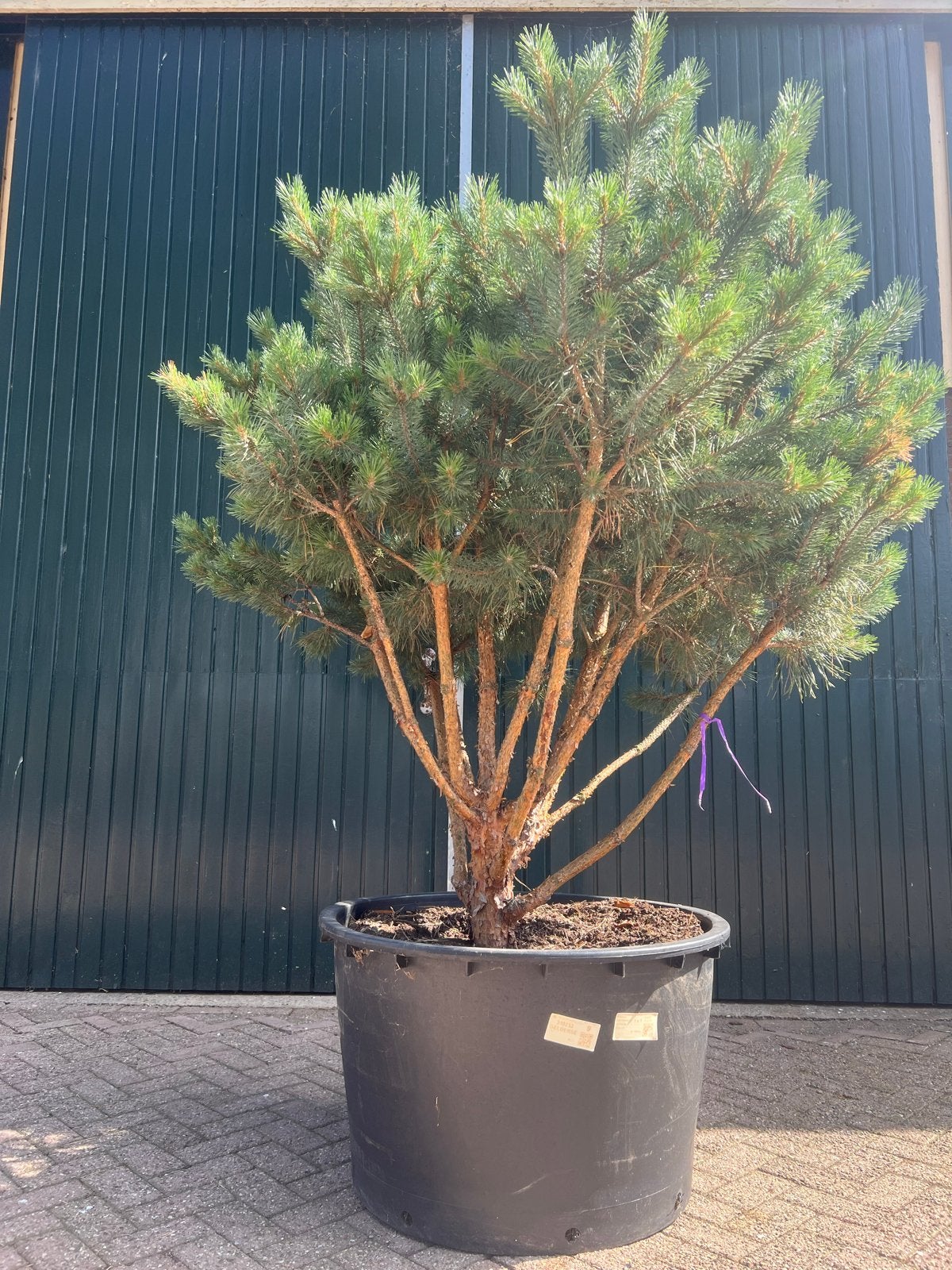 Pinus sylvestris Watereri - Meerstammige Grove Den 250cm, Ophalen, Bloeit niet, Overige soorten, Volle zon