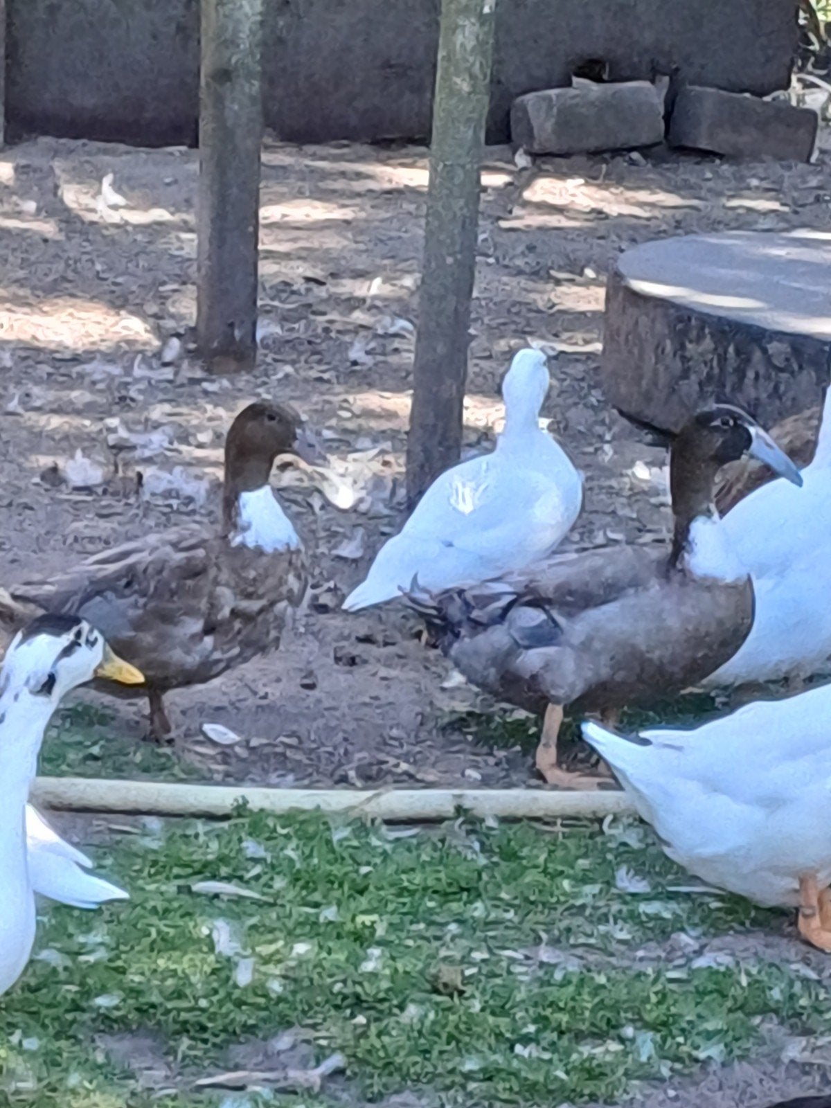 Krombek eenden, Dieren en Toebehoren, Pluimvee, Meerdere dieren, Eend