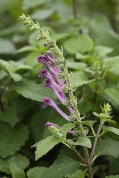 Uit de biologische moestuin: Trosglidkruid, paars, zaden., Ophalen of Verzenden, Voorjaar, Halfschaduw, Zaad