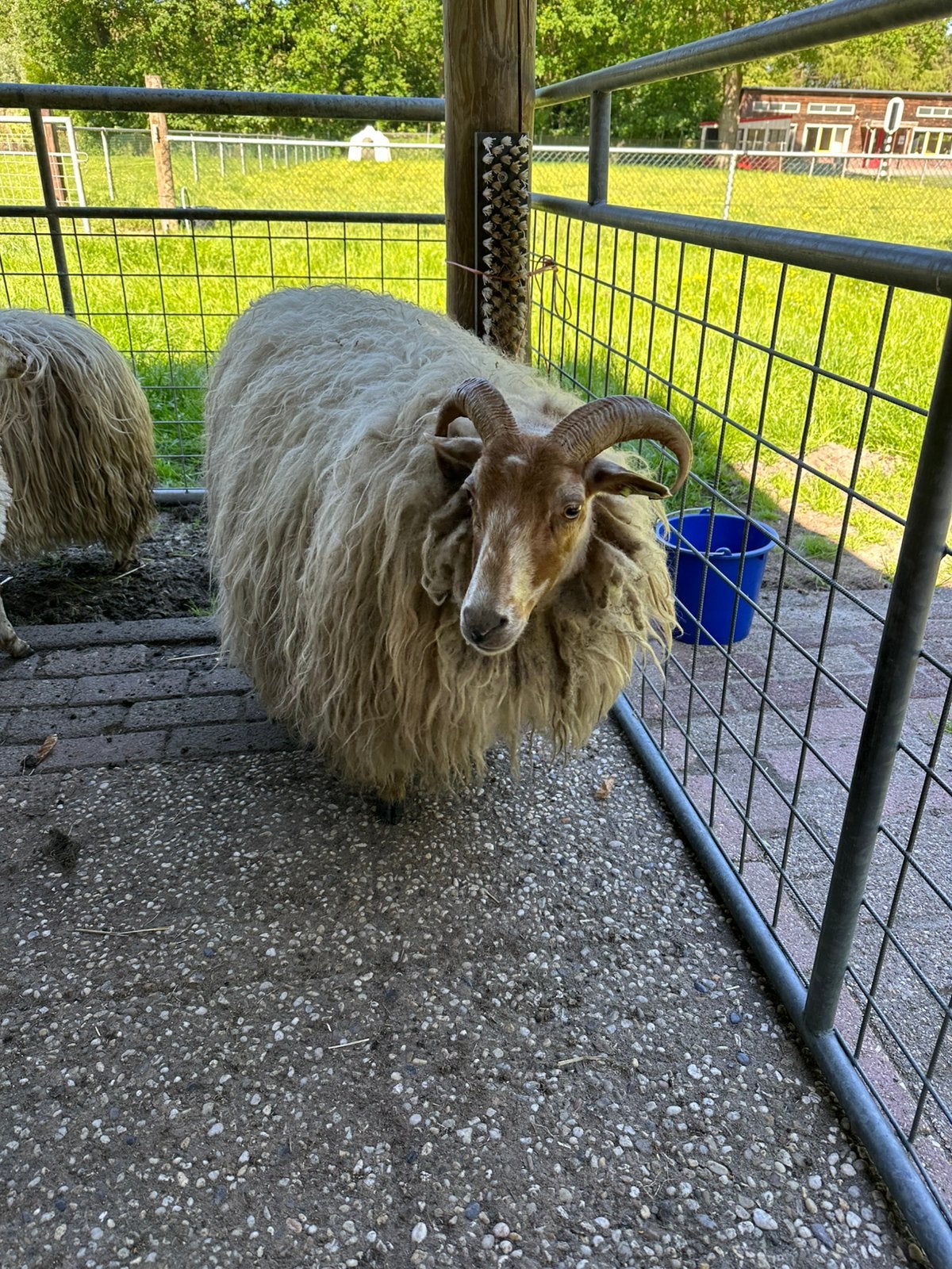 Drents heideschaap ooi, Dieren en Toebehoren, Vrouwelijk, Schaap, 0 tot 2 jaar